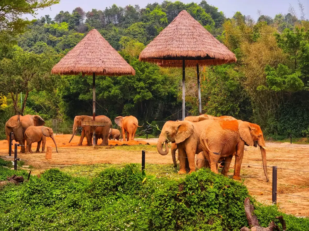 Moment from Forest Kingdom