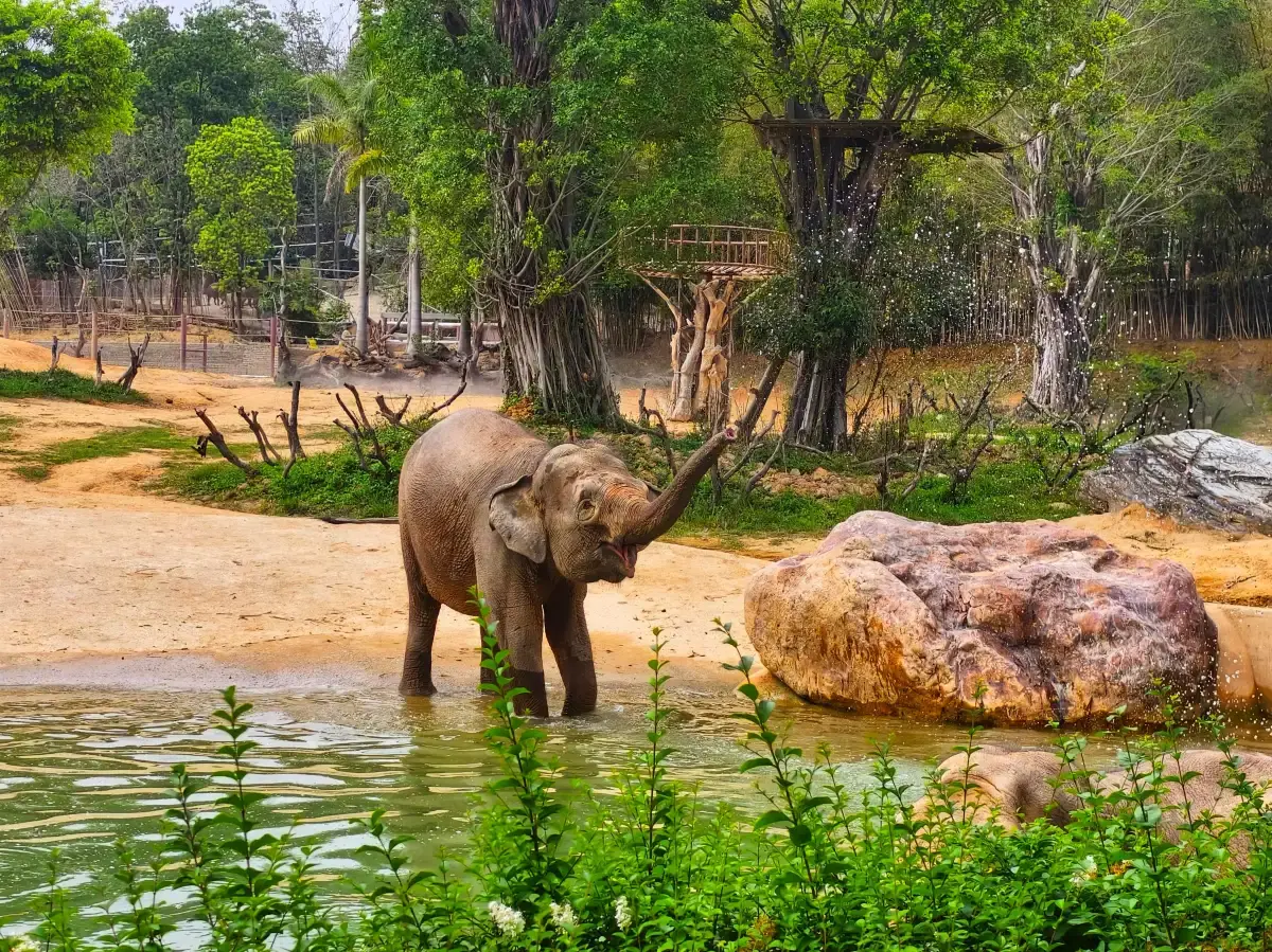 Moment from Forest Kingdom